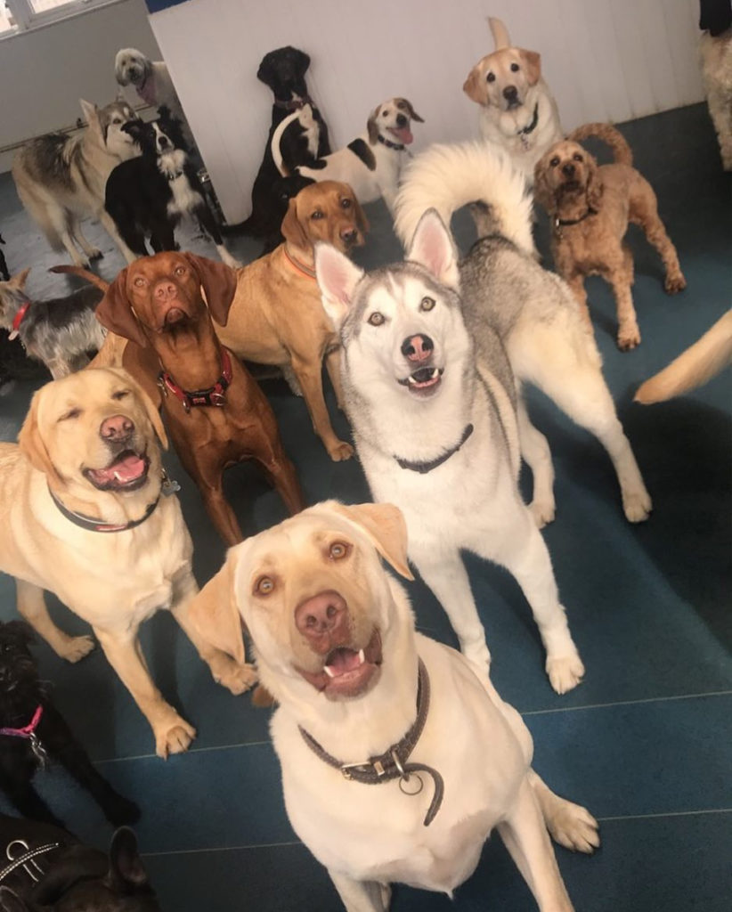 Four Paws Doggy Day Care ActionCOACH