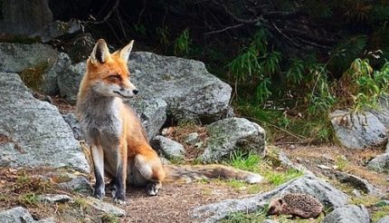 Hedgehog and fox
