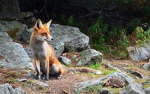 The Hedgehog And The Fox - ActionCOACH